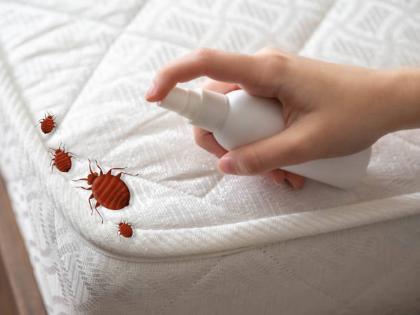 Wasp Removal Services in Bassett, VA