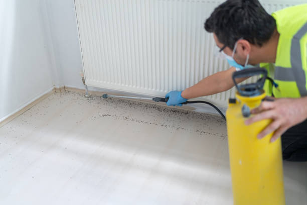 Best Wasp Removal Services  in Bassett, VA