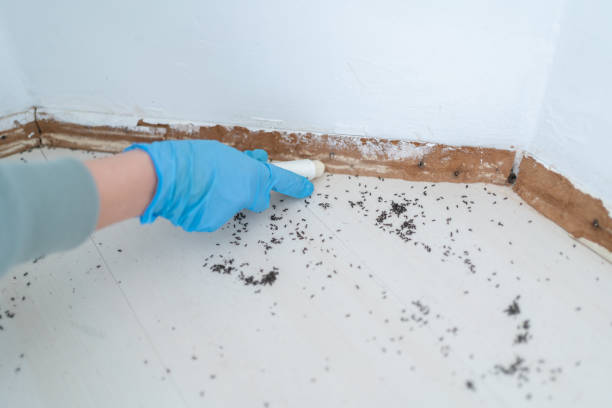 Best Residential Pest Control  in Bassett, VA